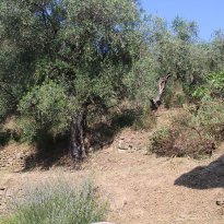 Dolceacqua Liguria