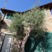 Dolceacqua Liguria