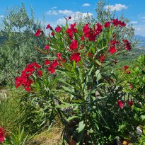 Bettona Umbria