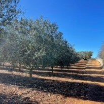 Ceglie Messapica Puglia