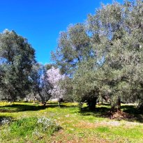 Ceglie Messapica Puglia