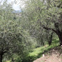 Dolceacqua Liguria
