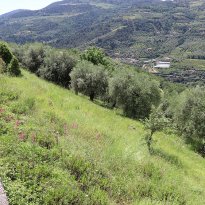 Dolceacqua Liguria