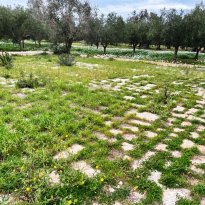Ceglie Messapica Puglia