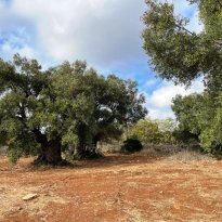 Ceglie Messapica Puglia