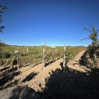 Ricaldone Piemonte