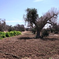 Carovigno Puglia